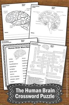 The Human Brain Nervous System, Science Crossword Puzzle by Promoting
