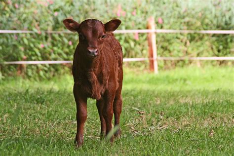 Miniature Cows Exist, and Here Is the Adorable Proof