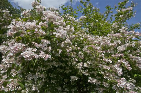 Beauty Bush With Numerous Flowers Clippix Etc Educational Photos For