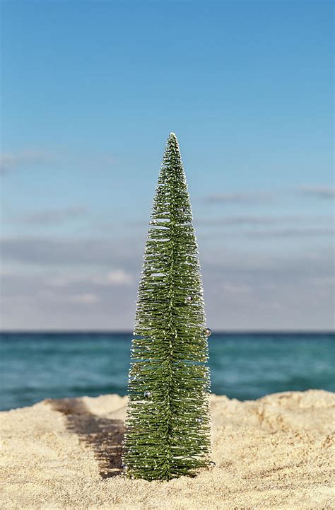 Little Christmas Tree Photograph By Evgeniya Lystsova Fine Art America