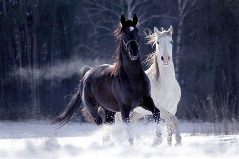 Snow Horses In 2020 Horses Animals Most Beautiful Horses