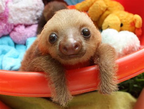Sloth Cute Orphaned Baby Animals Snapped Playing With Their Cuddly