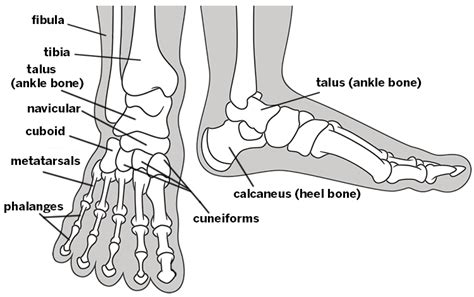 2006 kia optima belt diagram. Common Conditions of the Foot and Ankle: An Overview