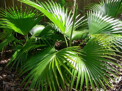 The Benefits Of Palm Trees In Your Garden