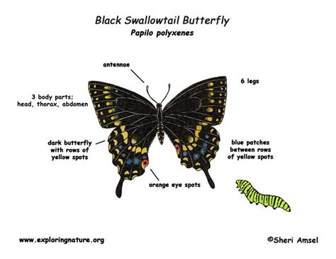 Black Swallowtail Butterfly Swallowtail Butterfly Butterfly Swallowtail