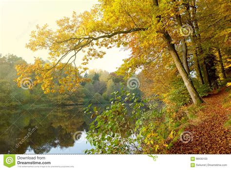 Evening Sunlight At Lake And Autumn Trees Stock Image Image Of