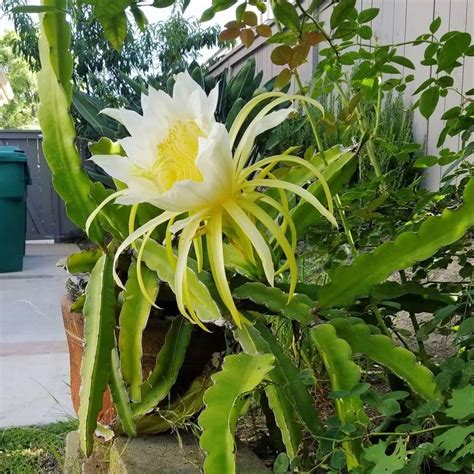 Night Blooming Cereus In Andreas Backyard It Literally Grew And