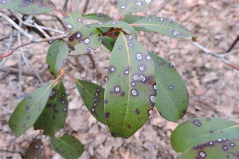How can i get rid of bugs on my mountain laurel? Capital Naturalist by Alonso Abugattas: Mountain Laurel