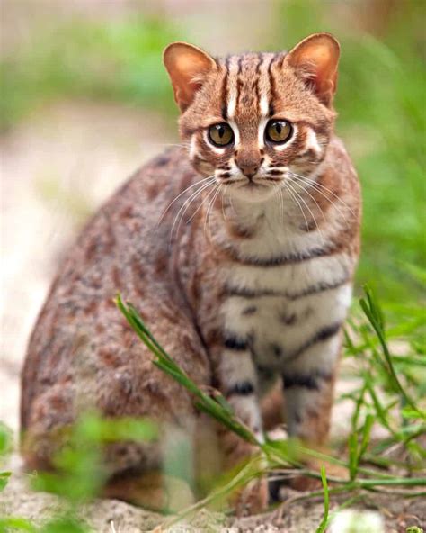 Rusty Spotted Cat Meet The Smallest Exotic Cat In The World