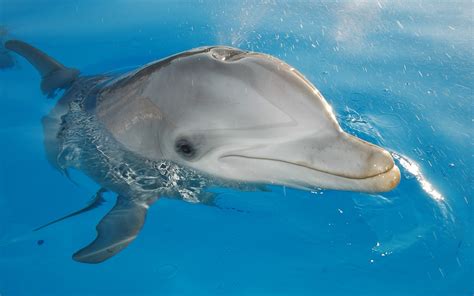 Free Download Hd Wallpaper Sea Fish Dolphins 1920x1200 Animals