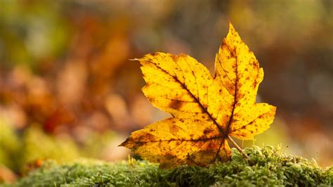 Download 1920x1080 Wallpaper Dry Maple Leaf Fall Autumn Full Hd