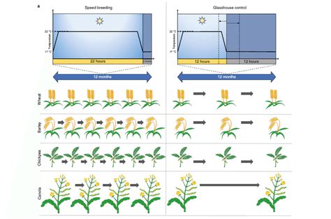 Speed Breeding Accelerates Generation Time Of Major Crop Plants For