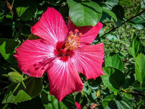 Pink Hibiscus Flowers Stock Image Image Of Blurred 109349765