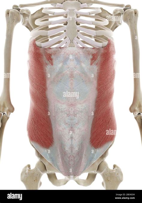 External Oblique Abdominal Muscle Illustration Stock Photo Alamy