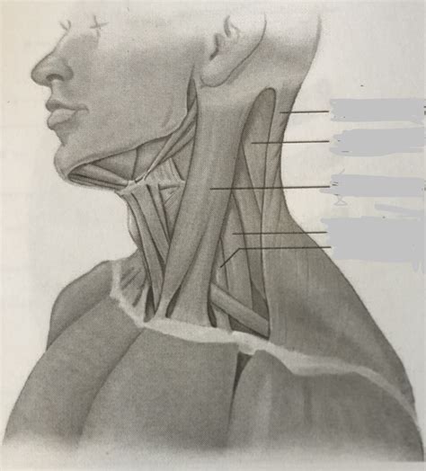Muscles Of The Neck Lateral View Diagram Quizlet