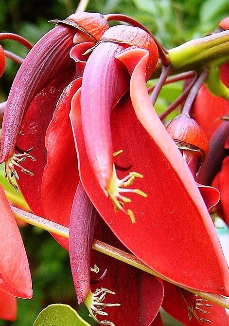 Check spelling or type a new query. National Flower of Argentina