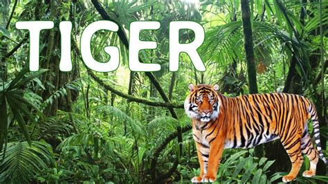 Learn Real Jungle Animal Sounds With Surprise Time Real Animal Sound