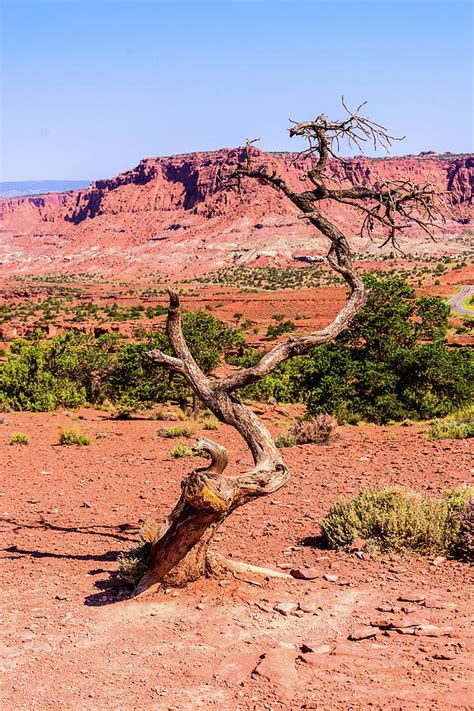 Situated squarely in the desert, capitol reef sees less than 10 inches of rain per year. Capitol Reef National Park - Torrey Utah Photograph by Jon Berghoff