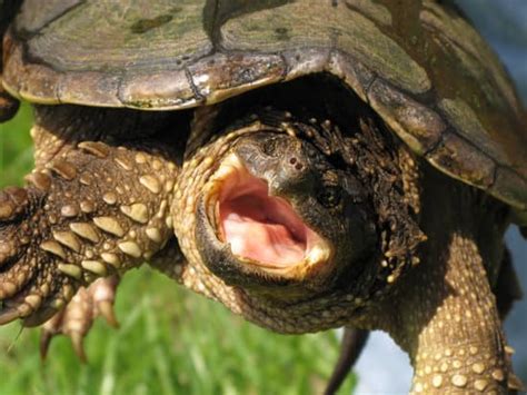 Do Snapping Turtles Have Teeth 5 Truths You Should Know
