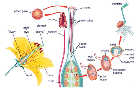 The Male Reproductive Organs In Plants Area Sepalsb Stamensc Petalsd