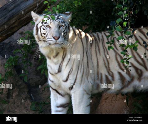 White Bengal Tiger Panthera Tigris Tigris Stock Photo Alamy