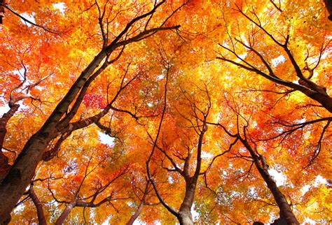 Fall foliage: Why leaves change color | Live Science