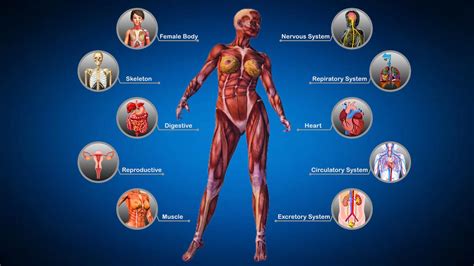 Human body internal parts such as the lungs, heart, and brain, are enclosed within the skeletal system and are housed within the different internal body cavities. Female Anatomy : Woman Body Visualizer下载_Female Anatomy ...