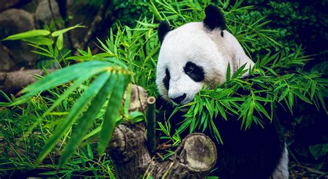 Saving Pandas Panda Conservation