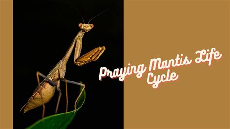 The Fascinating Life Cycle Of Praying Mantises Youtube