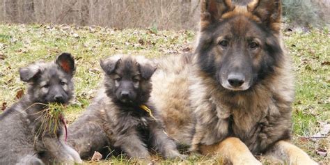 Shiloh Shepherd Dog Temperament Lifespan Shedding Puppy