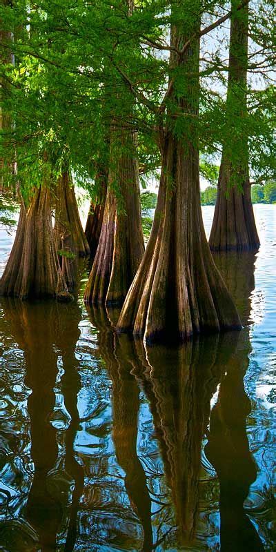 Cypress Trees In Lake Providence Louisiana Usa Trees And Shrubs Trees