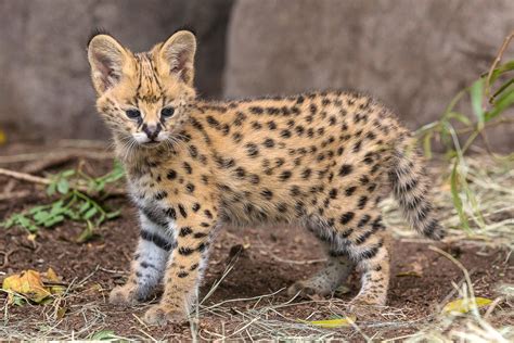 Servals can leap more than 1 meter into the air! Serval Kitten Takes a Look Around Picture | Cutest baby ...