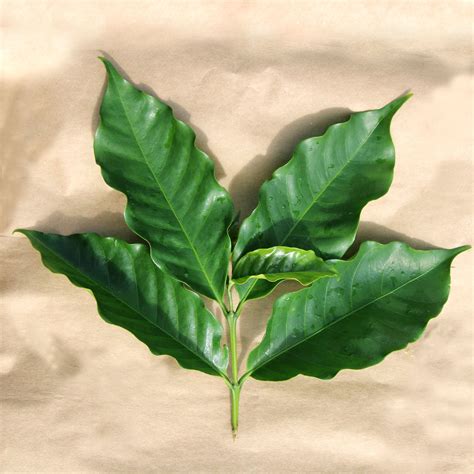 Widow Coffee, Typica, Washed, Green Beans Wholesale, Hawaiian Specialty