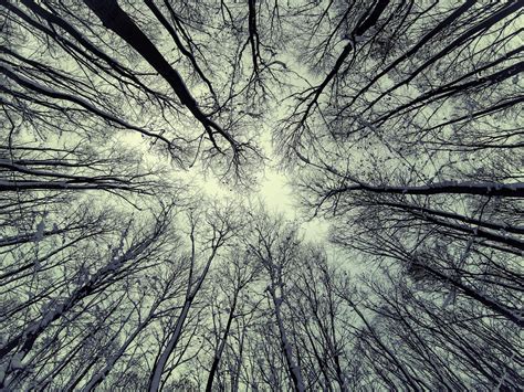 Wallpaper Sunlight Trees Drawing Forest Nature Branch Symmetry