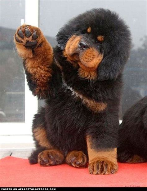 17 Best Images About Tibetan Mastiff On Pinterest Puppys