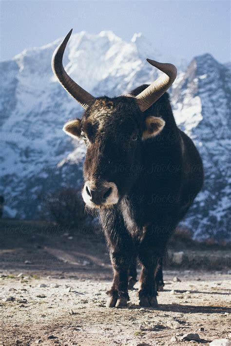 Yak Animal On A Himalayan Mountains By Dejan Ristovski
