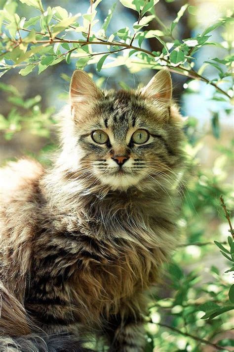 This isn't so that they can be eaten. Adoption Free Kittens Craigslist - Kitten