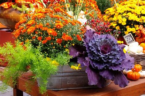 Fall Container Wow In 3 Easy Steps The Garden Glove