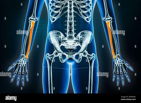Ulna E Radio Anatomia