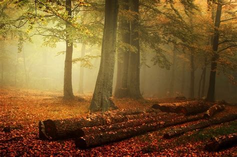 Mist Forest Nature Fall Leaves Landscape Trees Morning