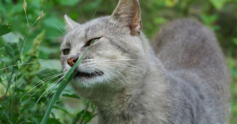 Signs Of Hay Fever In Cats And Dogs And How To Treat It Belfast Live