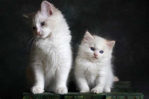 Nombres Para Gatos Blancos Machos Y Hembras Y Significado