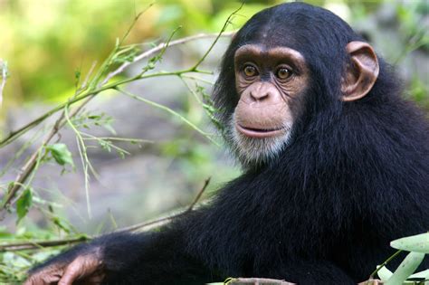 Chimpanzee Height Earholden
