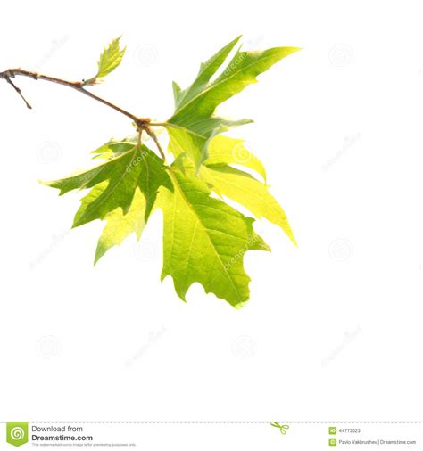Green Maple Leaves With Branch Stock Image Image Of Grass Change