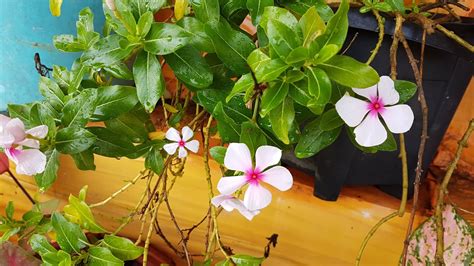 Vinca Rosea