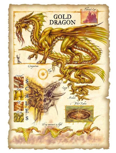 Gold Dragon Dandd Gold Dragon Dragon Anatomy Dragon Drawing
