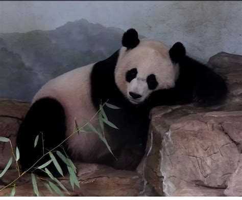Mei Xiang Posing For Her Adorable Pawblic This Morning On The Panda