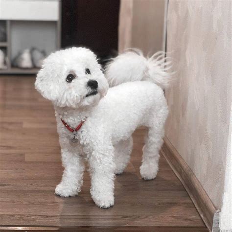 15 Reasons Why Your Bichon Frise Is Staring At You Right Now Pettime