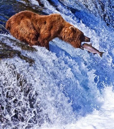 Grizzly Bear And Salmon Run Bear Fishing Bear Catching Salmon Brown Bear