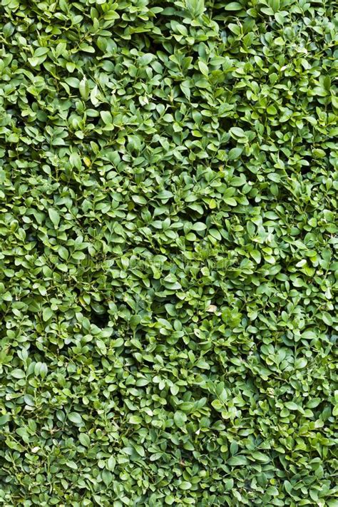 Buxus Hedge In The Grass Stock Image Image Of Garden 19548359